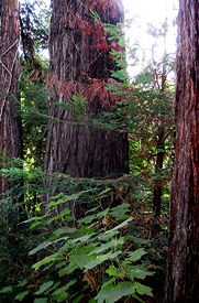 redwood forest