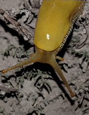 banana slug