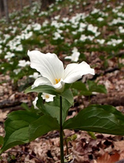 trillium